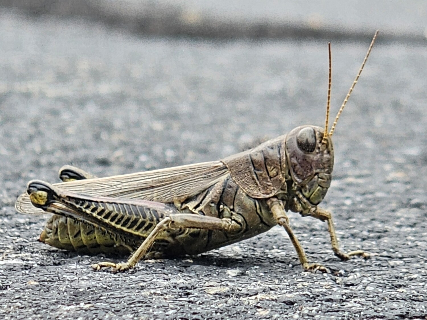 Grasshopper