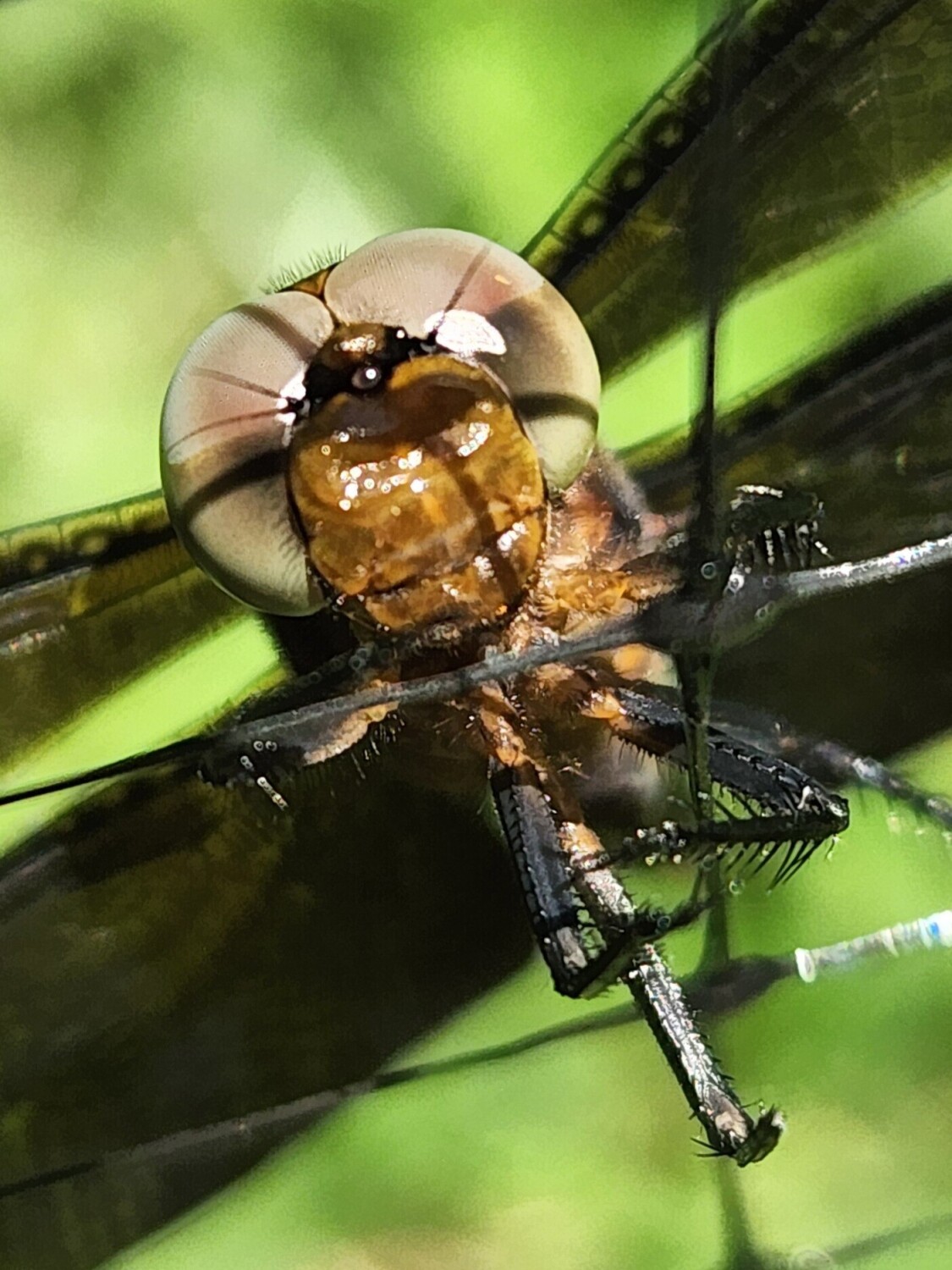 Dragonfly