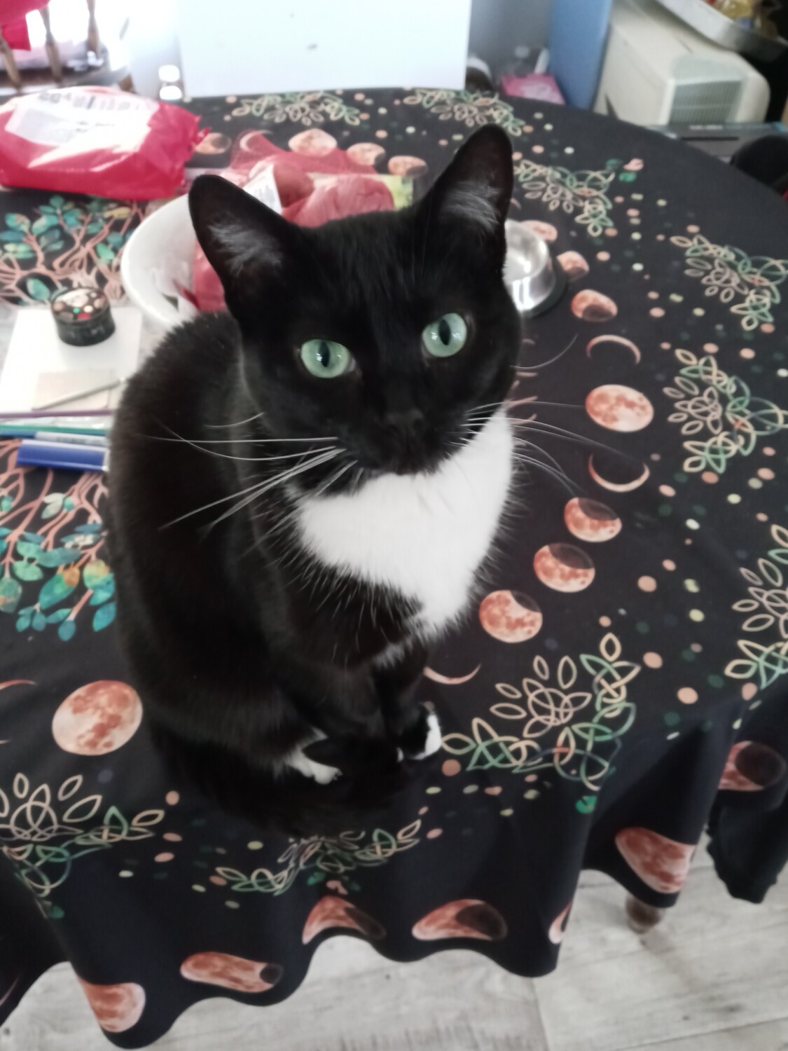 Trixie Mae's Gaze at her Daddy!