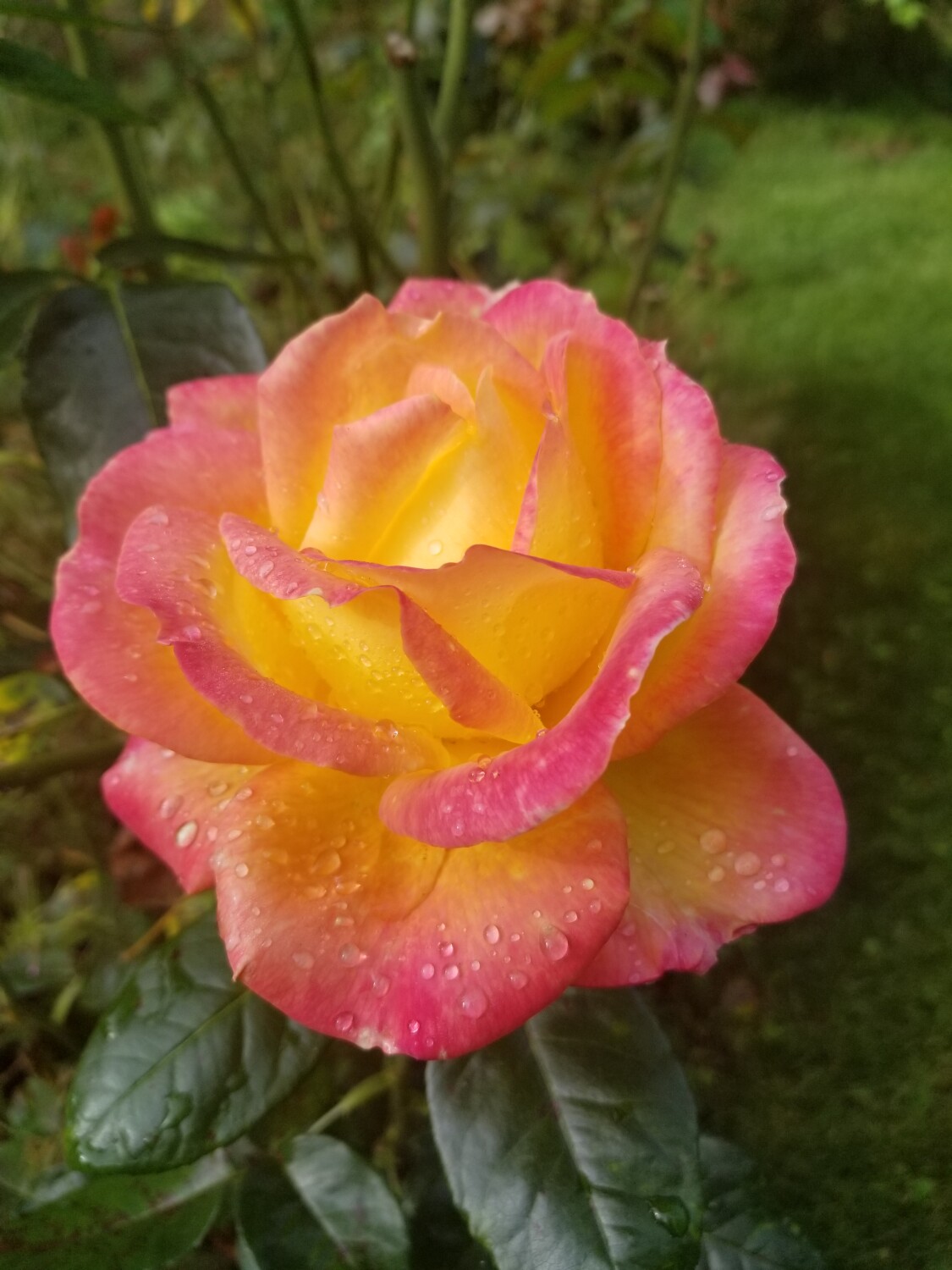 Glowing rose with rain drops