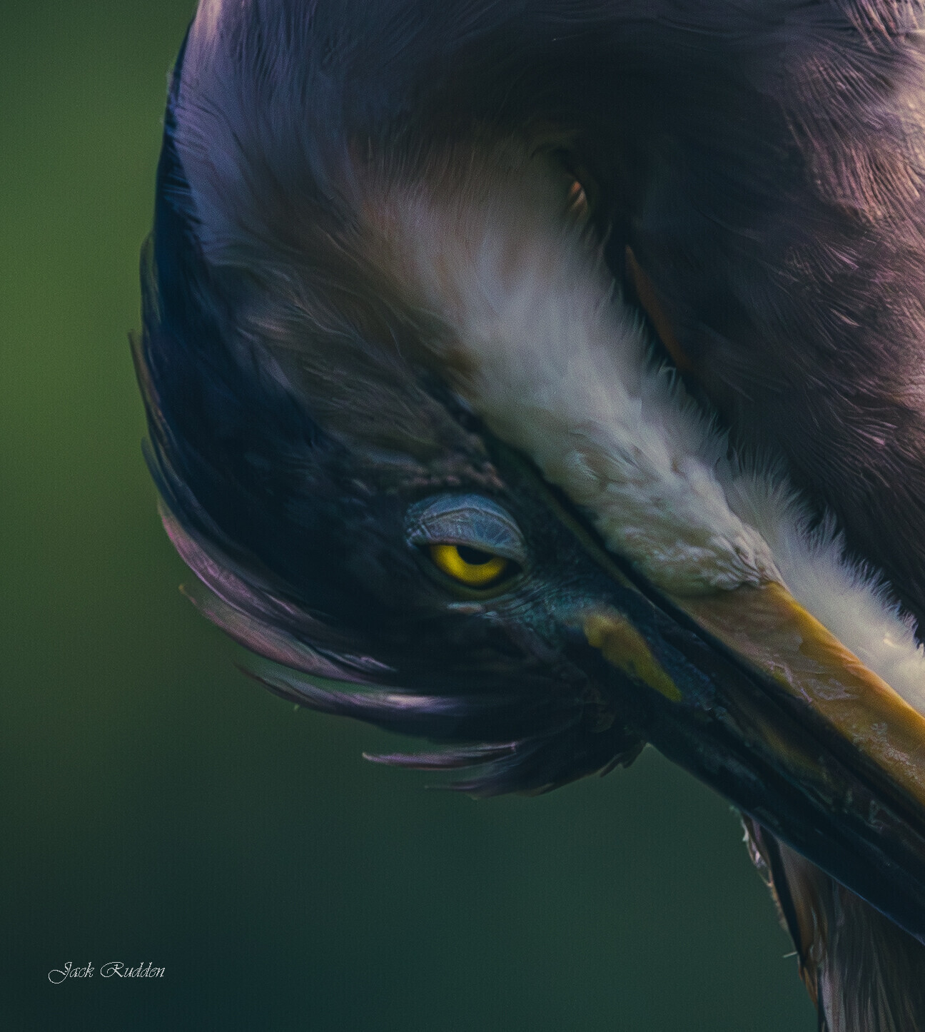 Great Blue Heron