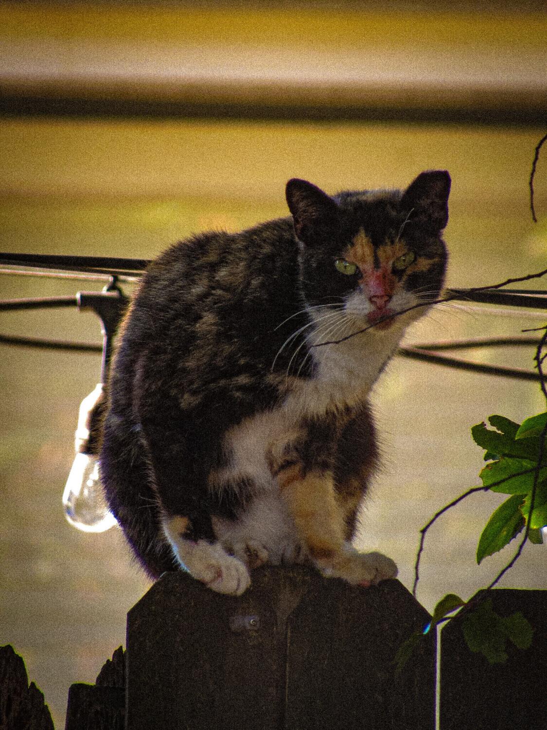 Meow-ment In Time