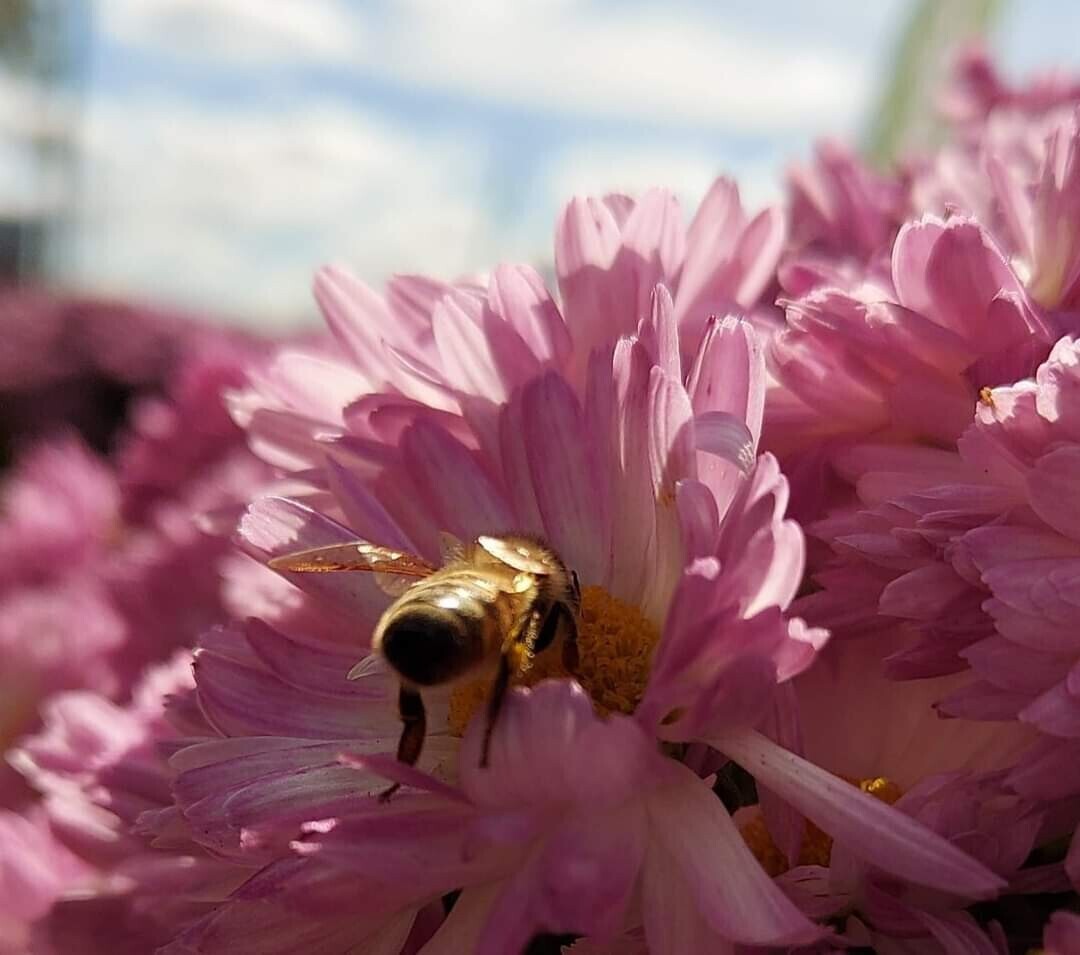 She works hard for the pollen!