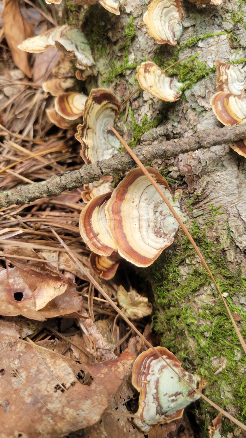 False Turkey-tail