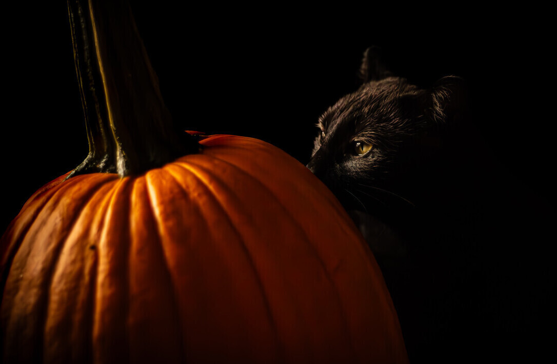 Black Cat in Her Element