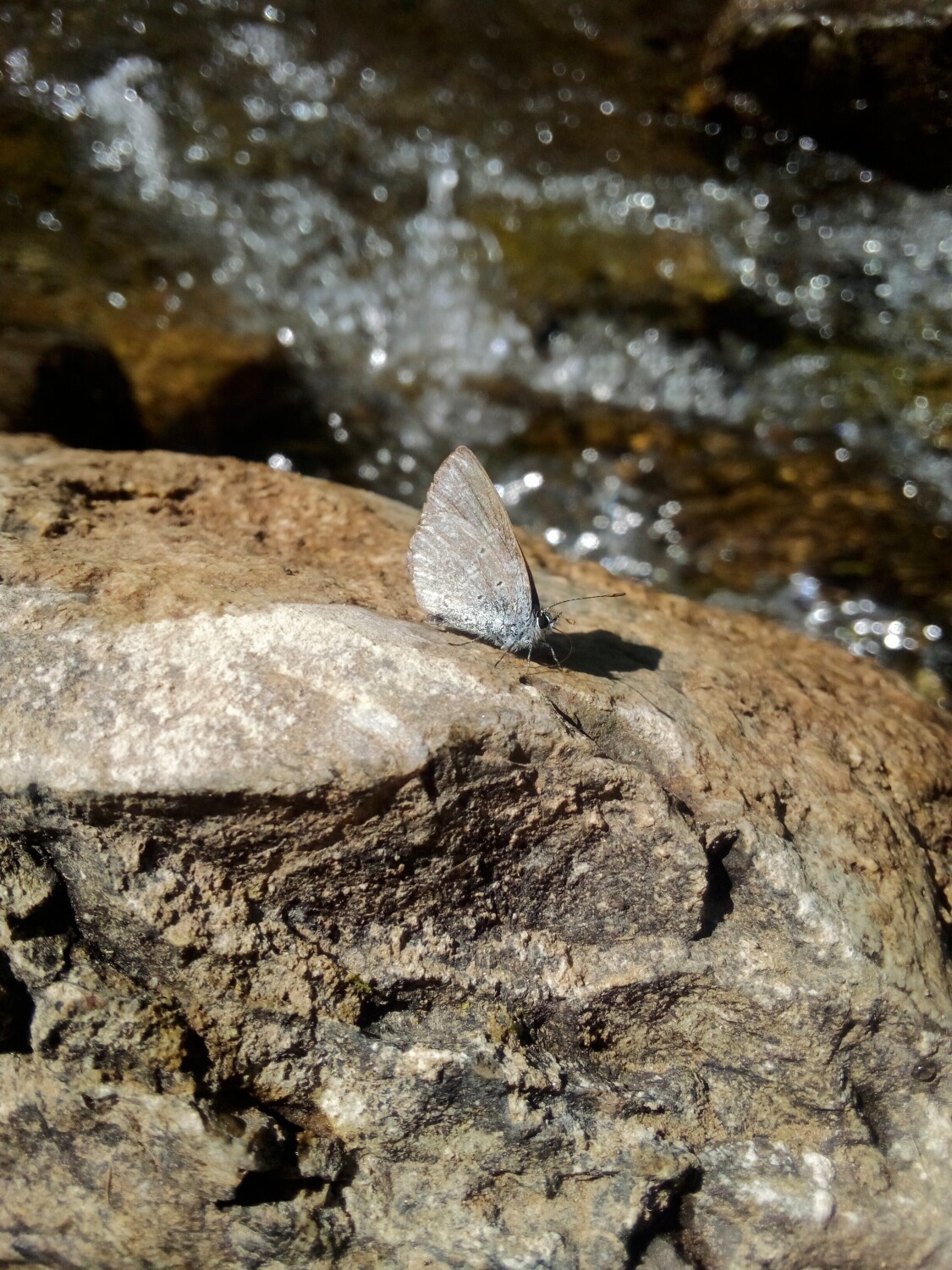 Butterfly River