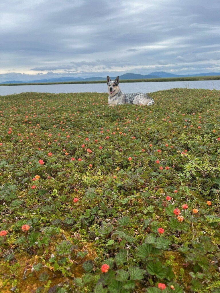My dog bo bo duke