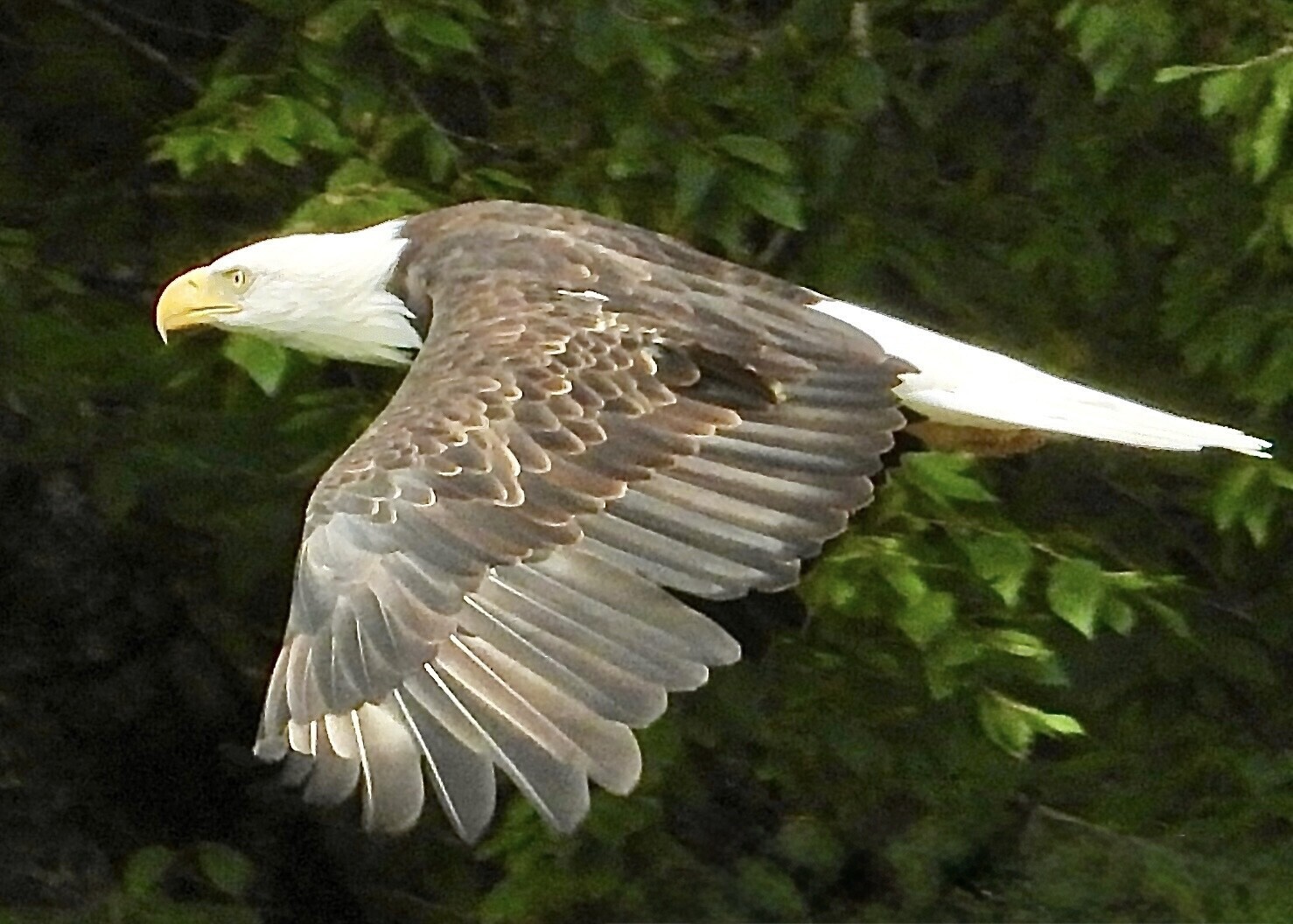Princess Soaring
