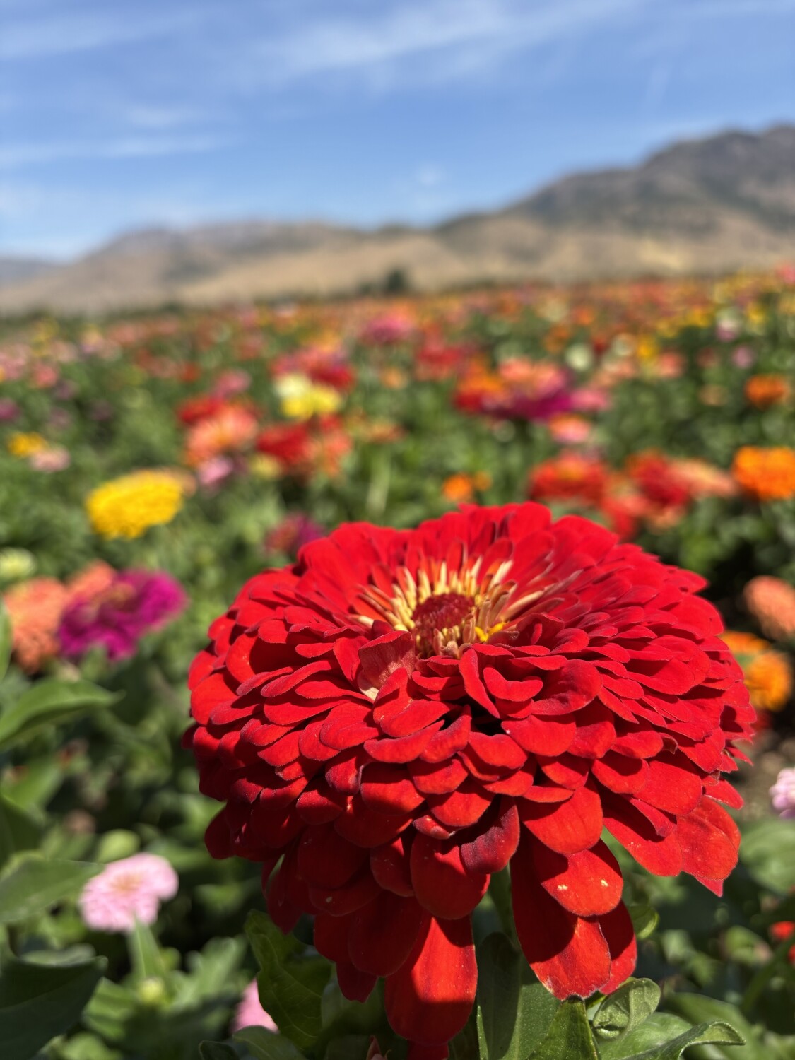Beautiful flower