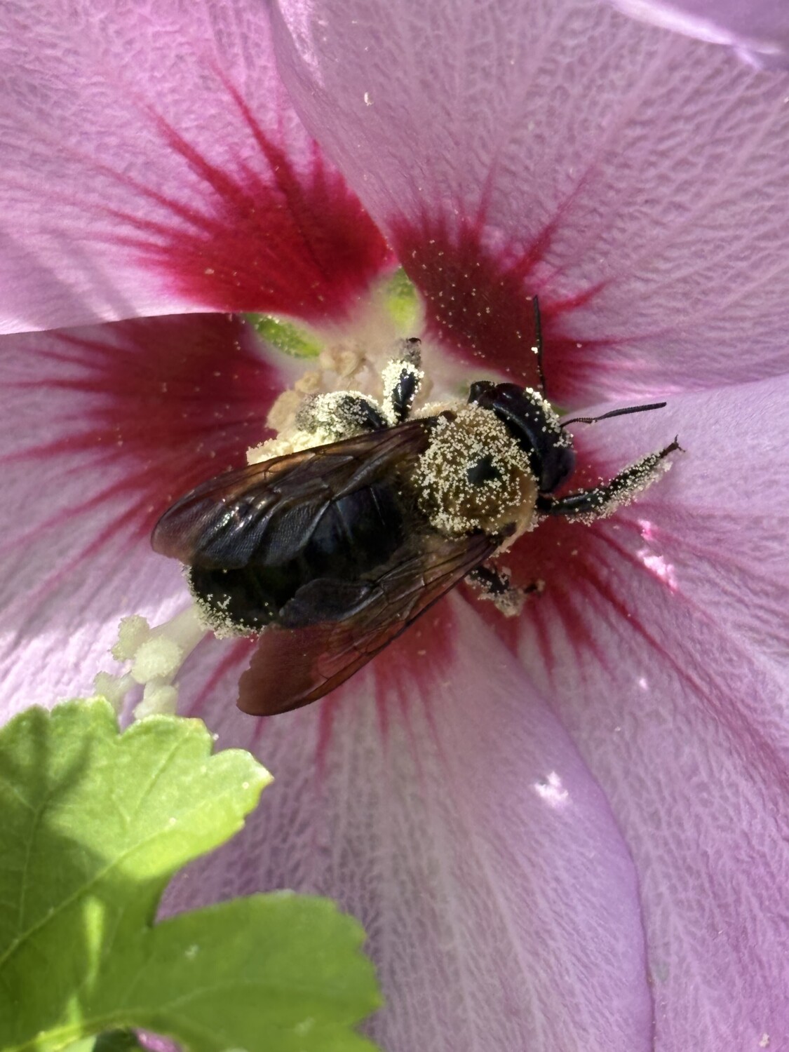 Carpenter bee “Sharon” pollen!