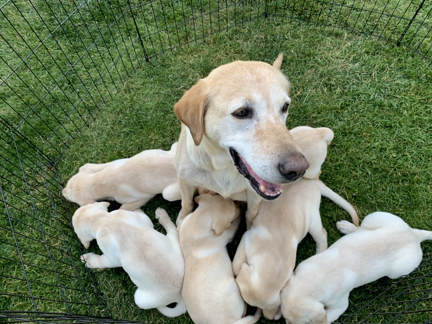 Bella and her babies