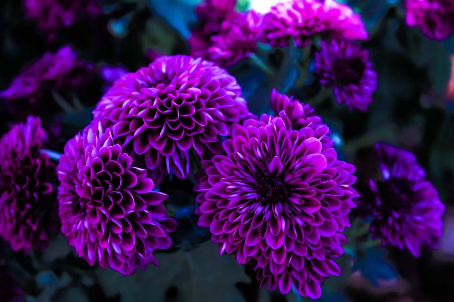 Purple mums