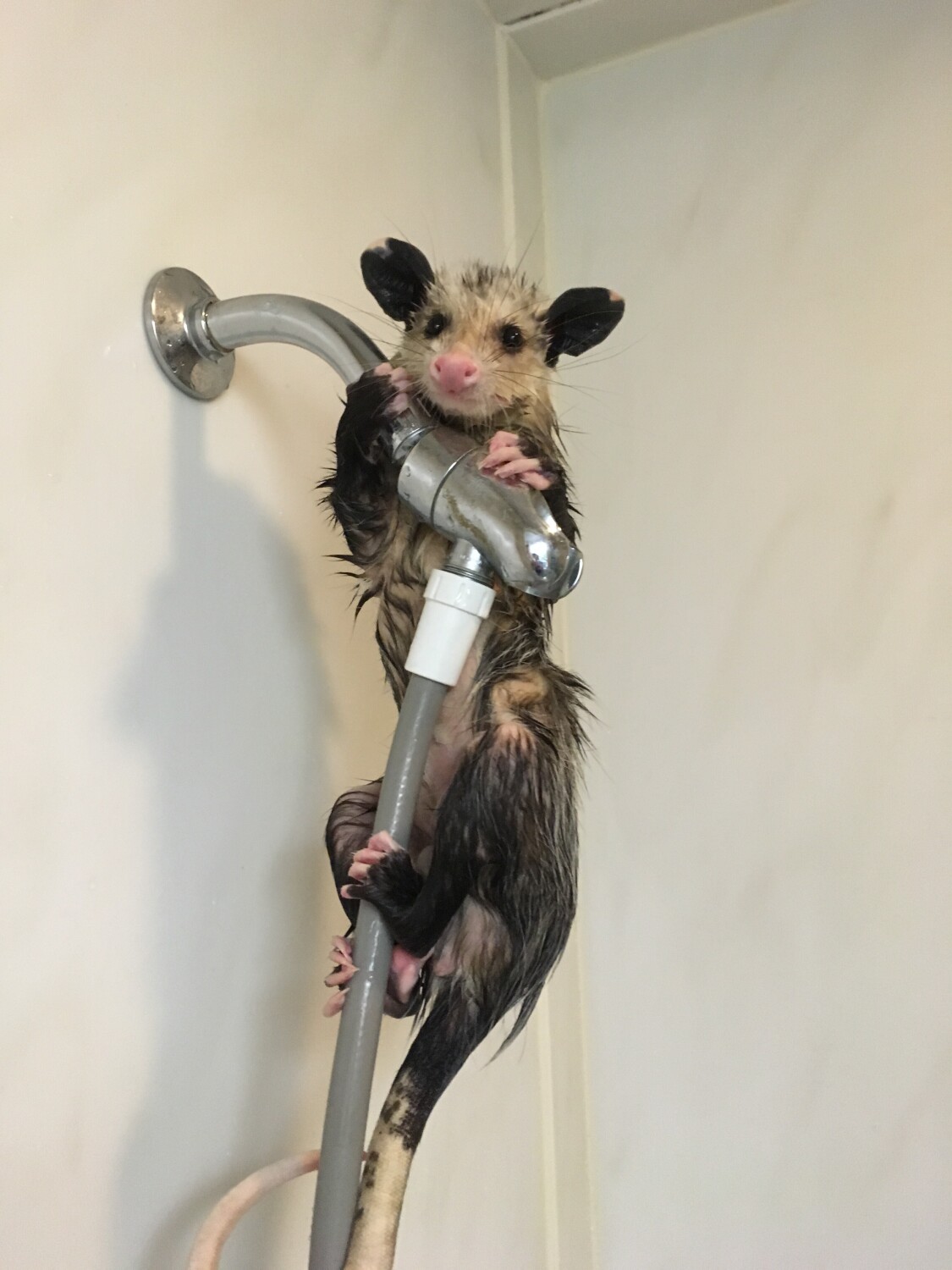 NOPE! No shower for me!!!