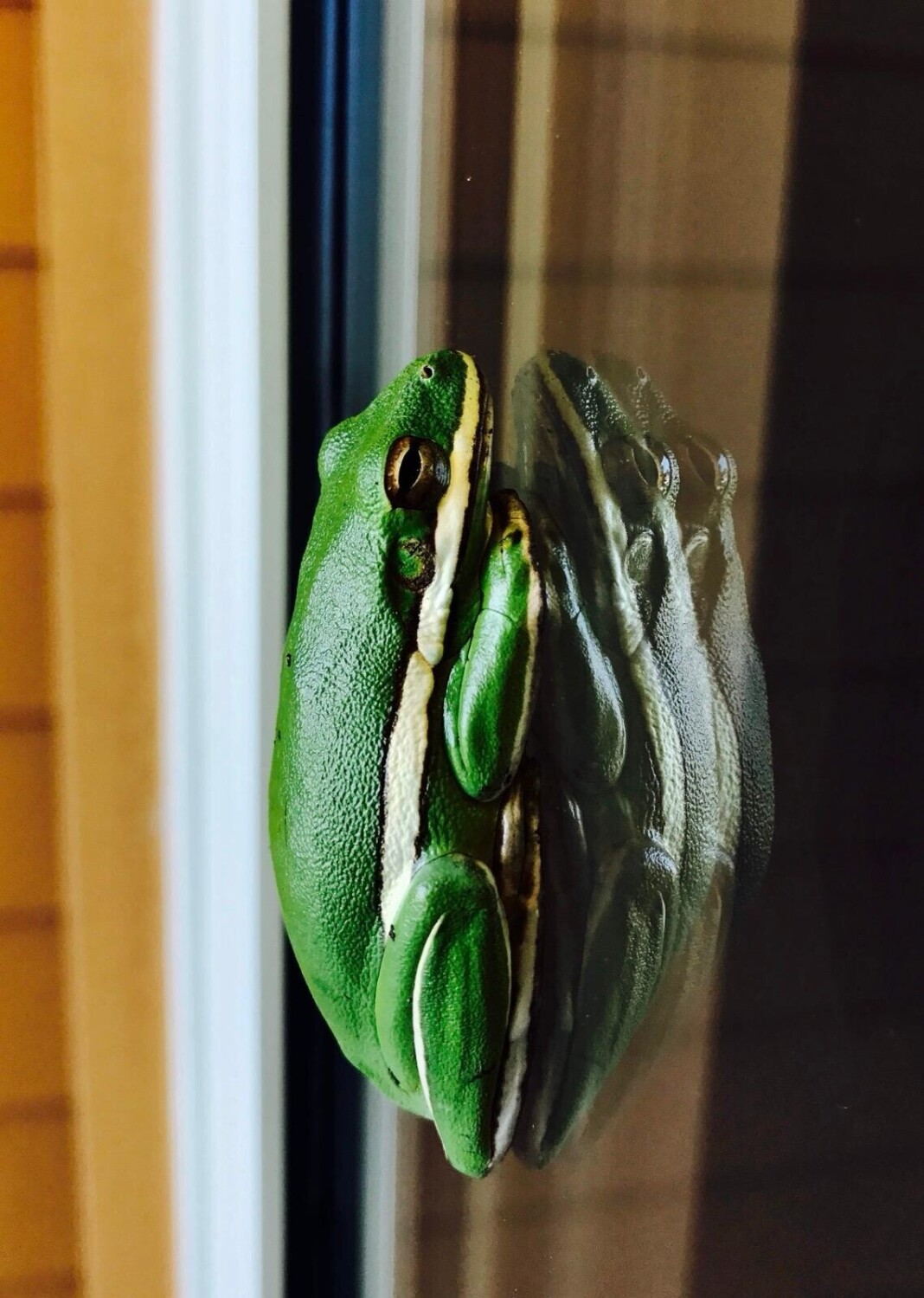 Frog