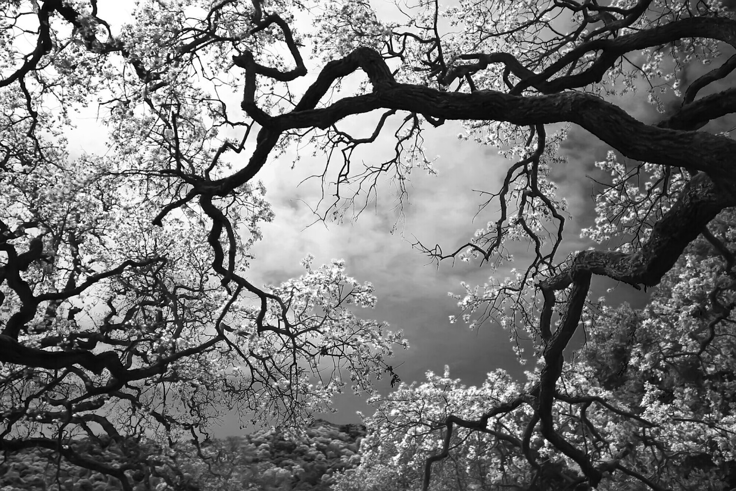 Sheltering Sky