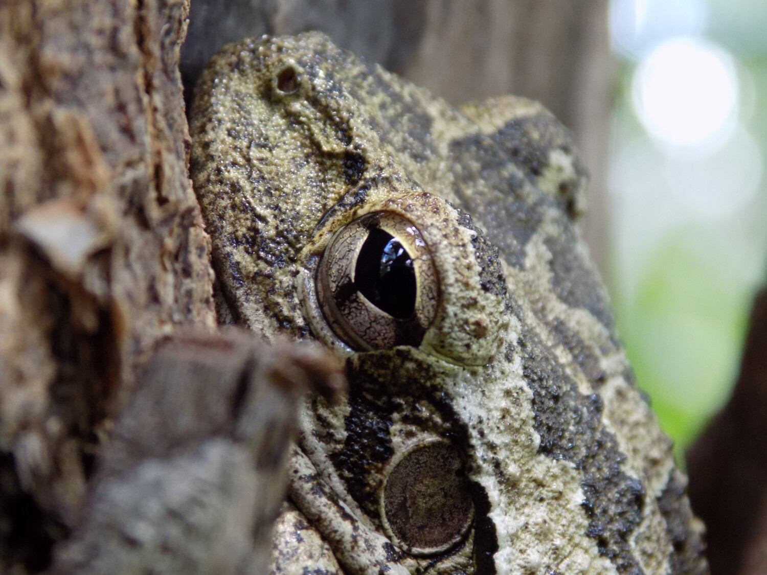 Eyes in the Trees