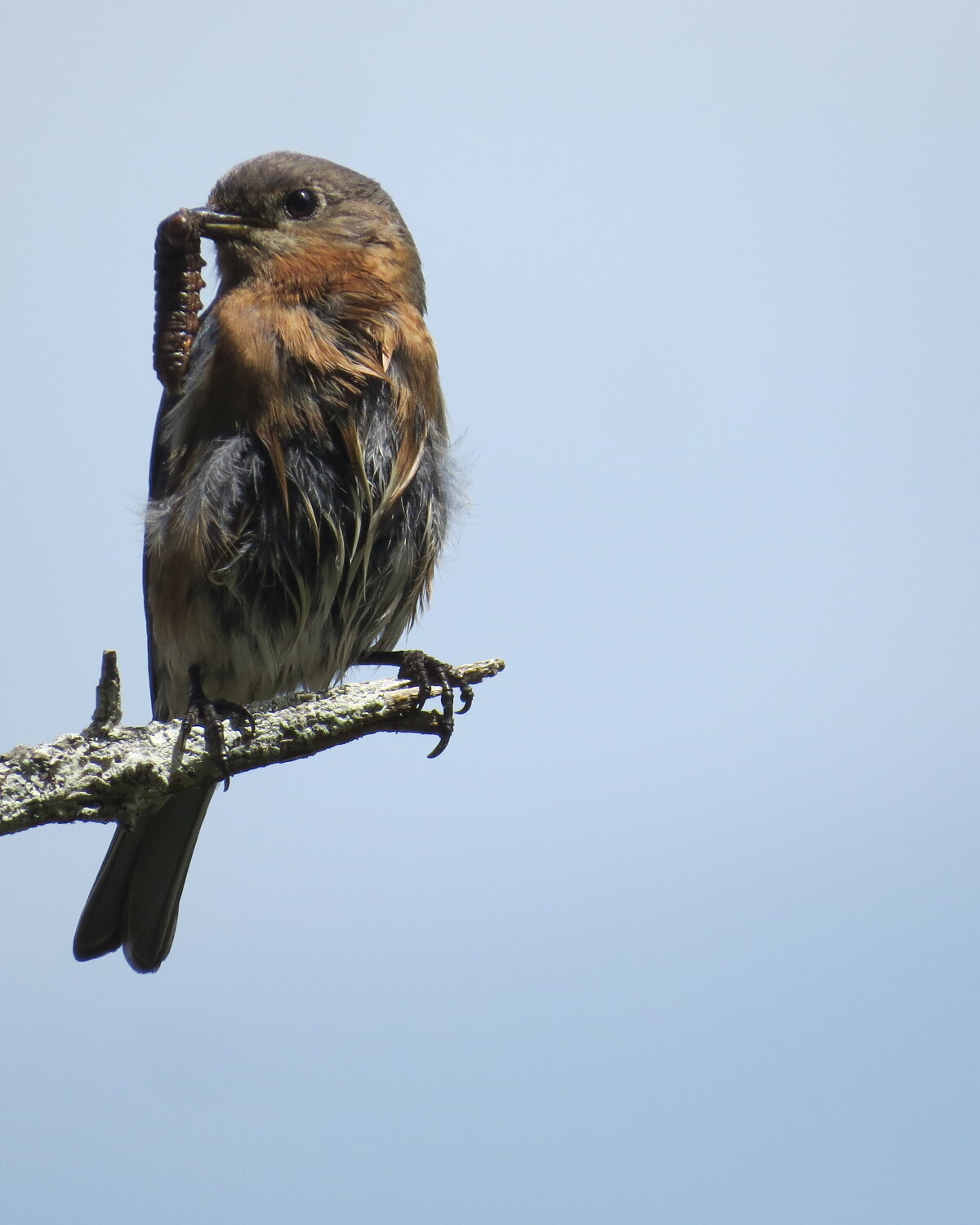 Juvenile bluebird