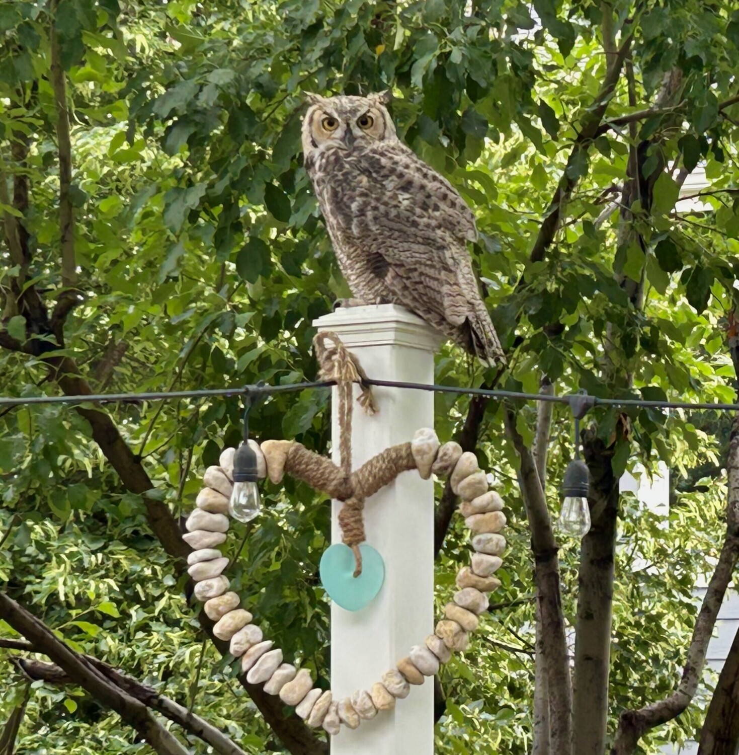 Whoooo loves you
