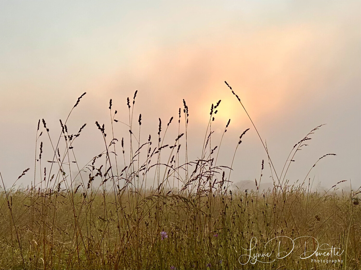 Whispers at Dawn