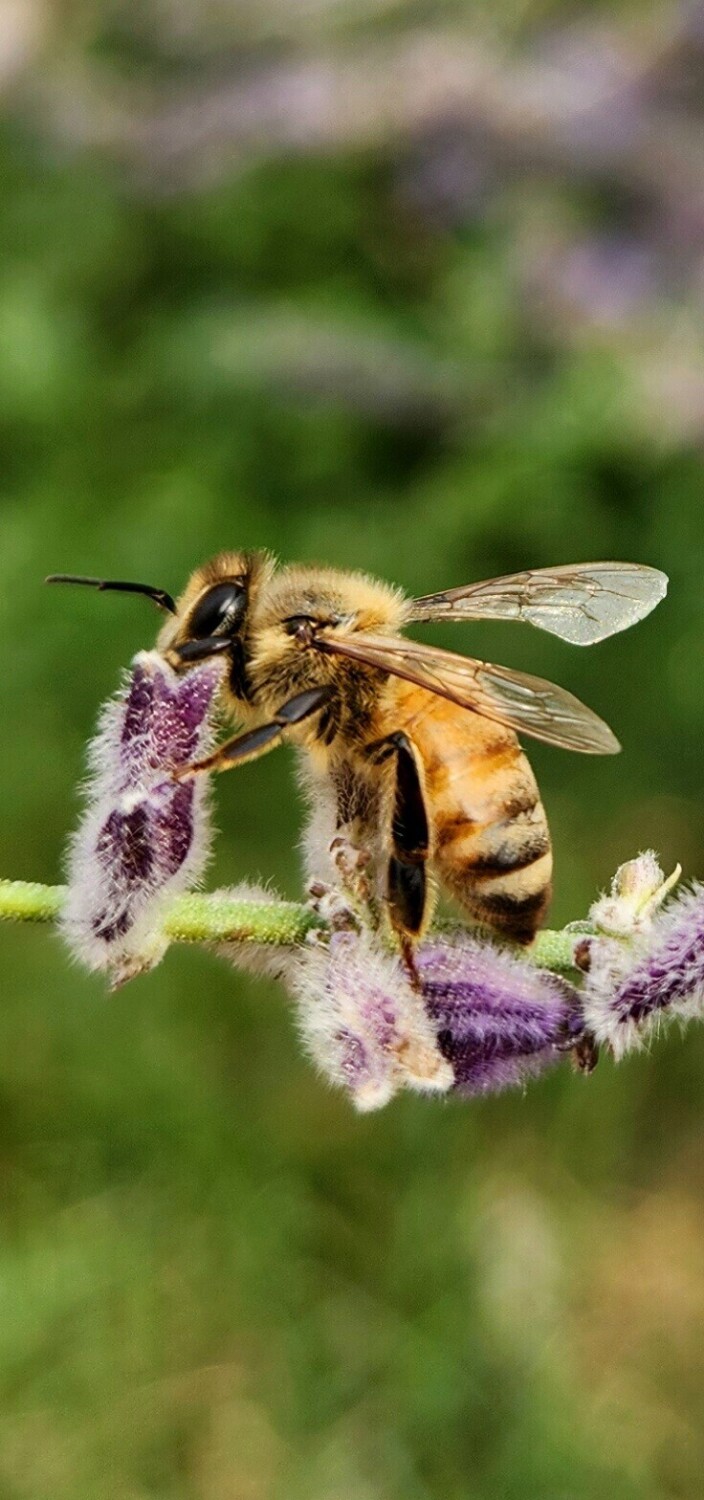 Buzzing beauty!