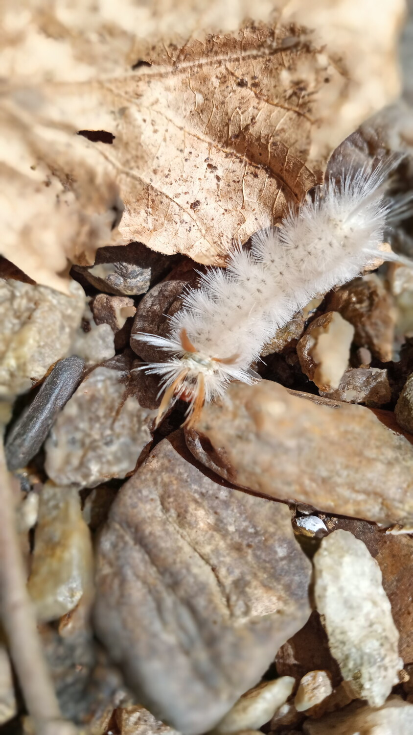 Journey of a Furry Wanderer