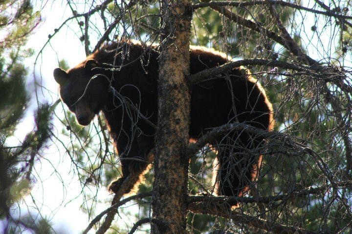 Grand Teton Bear