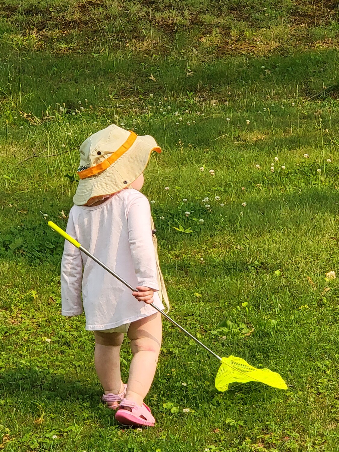 Hunting for Butterflies