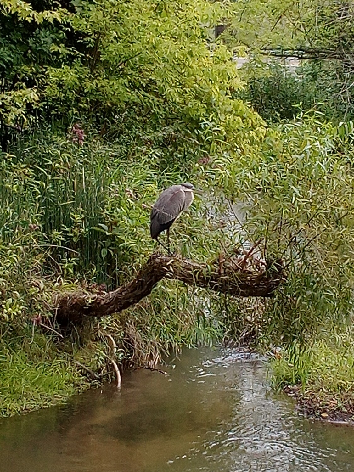 Island in the stream