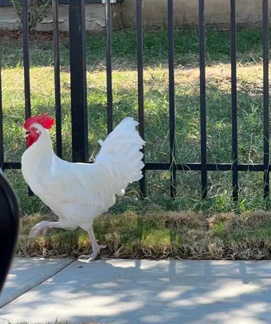 “Waddle “ Rooster.!