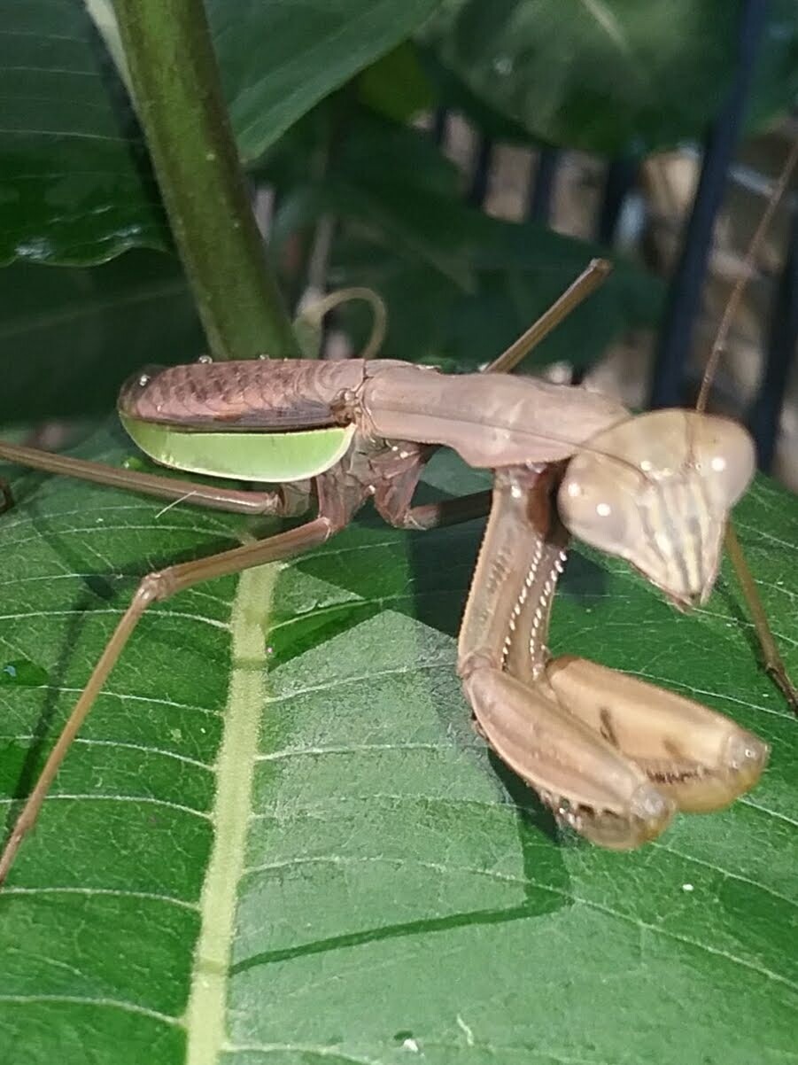 Praying Mantis