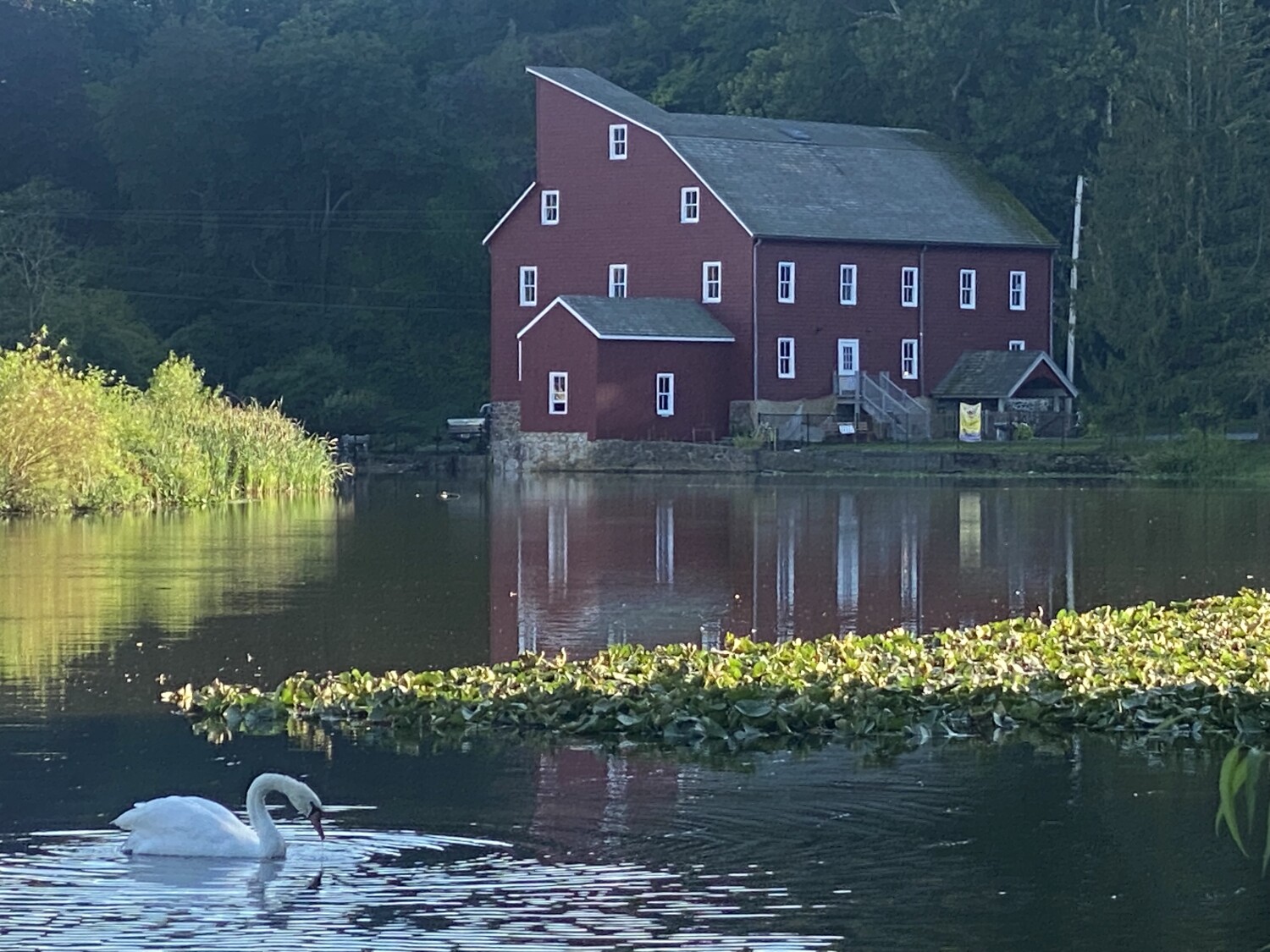 Swan at Red Mill