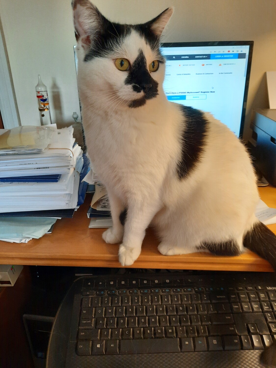 Cat at work