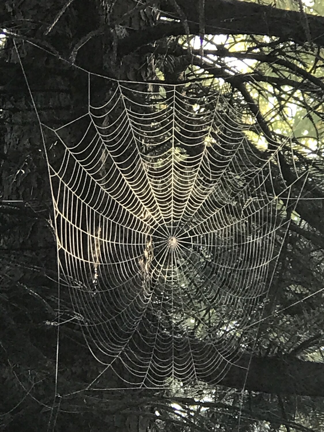 Hidden Life of Spiders