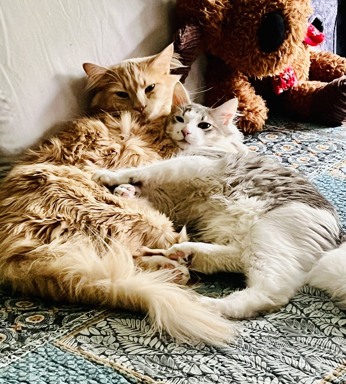 Love my brother 🐾❤️