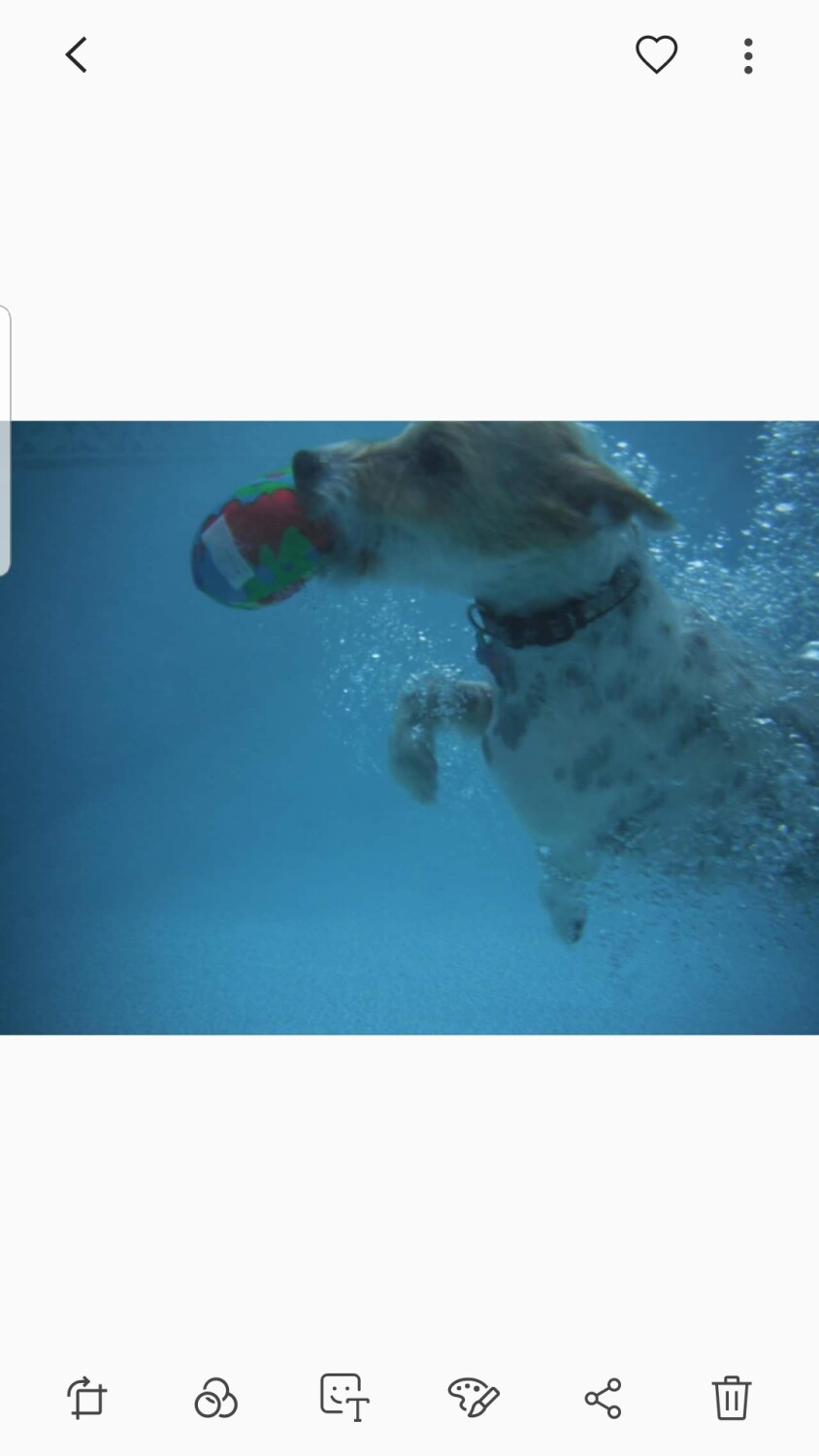 Diving Dog