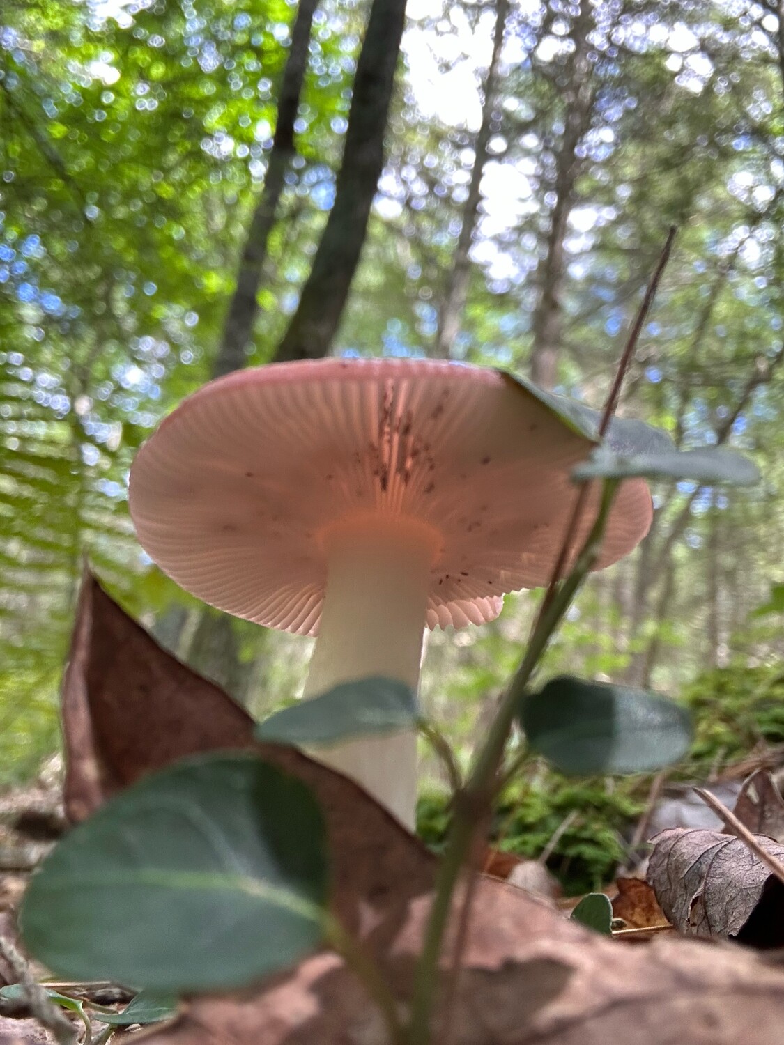 Pink mushroom