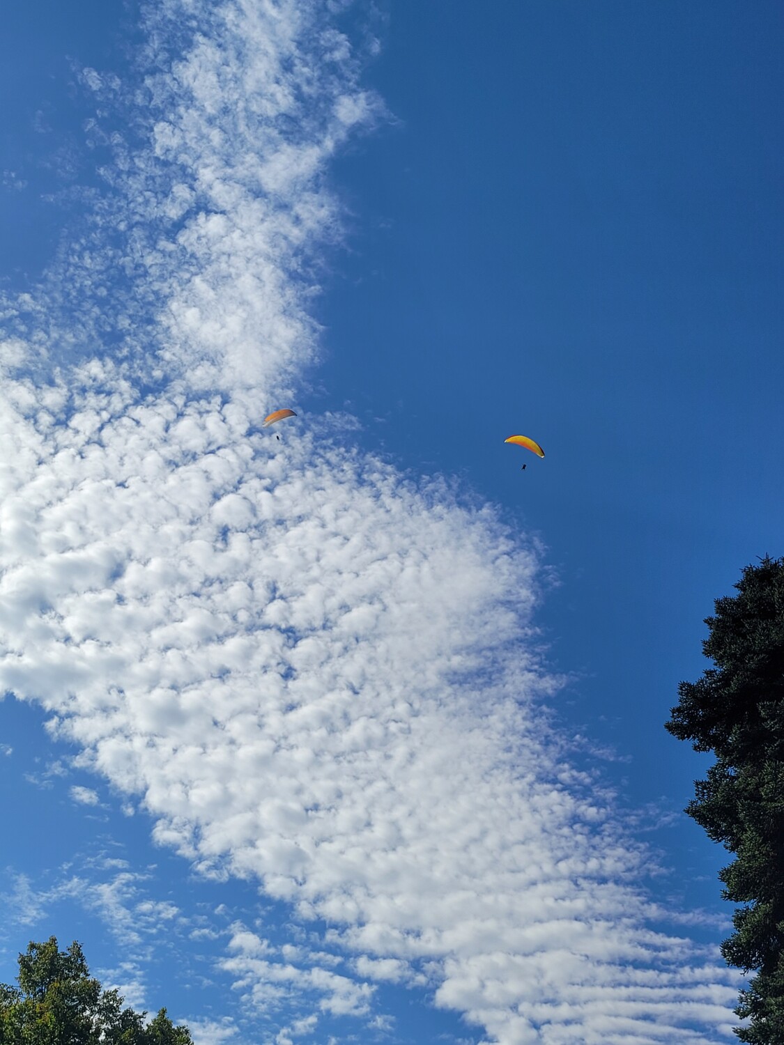 Paragliders