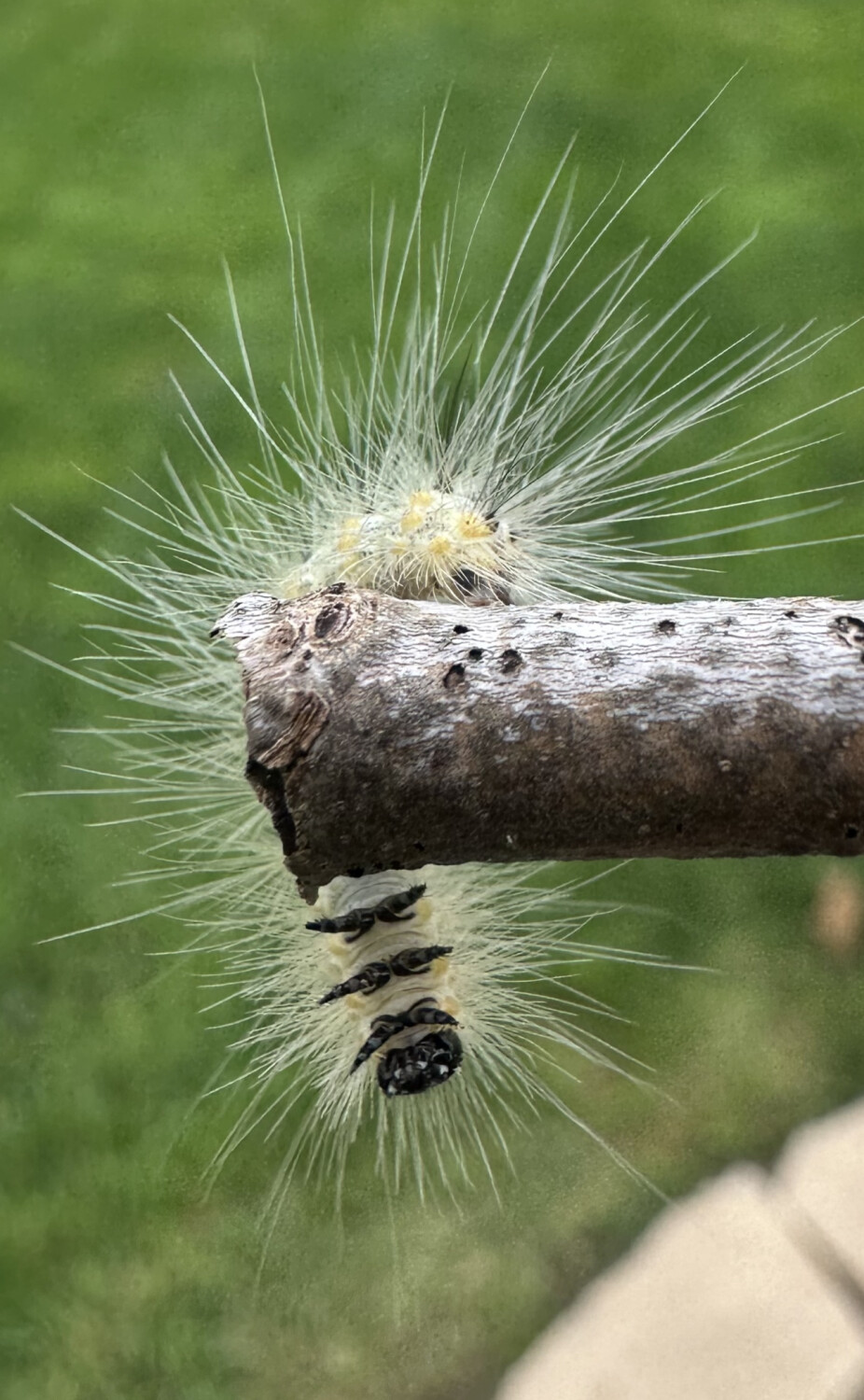 Caterpillar ~ Hanging In There!