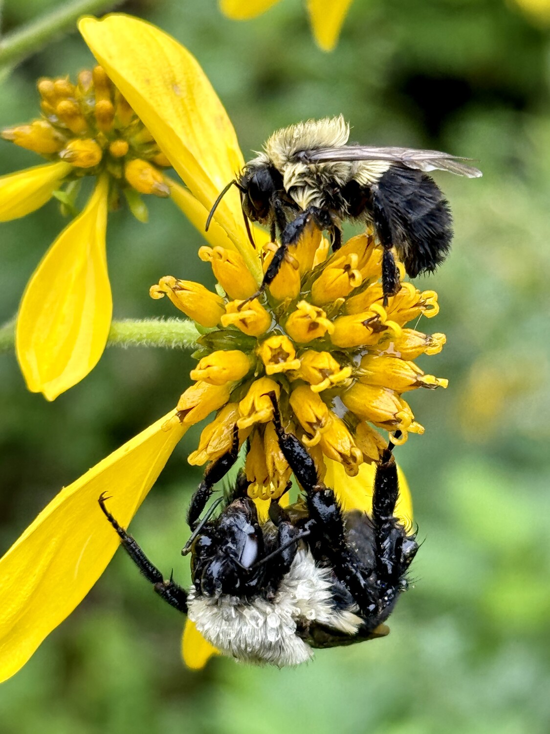 Two Bee or Not to Be