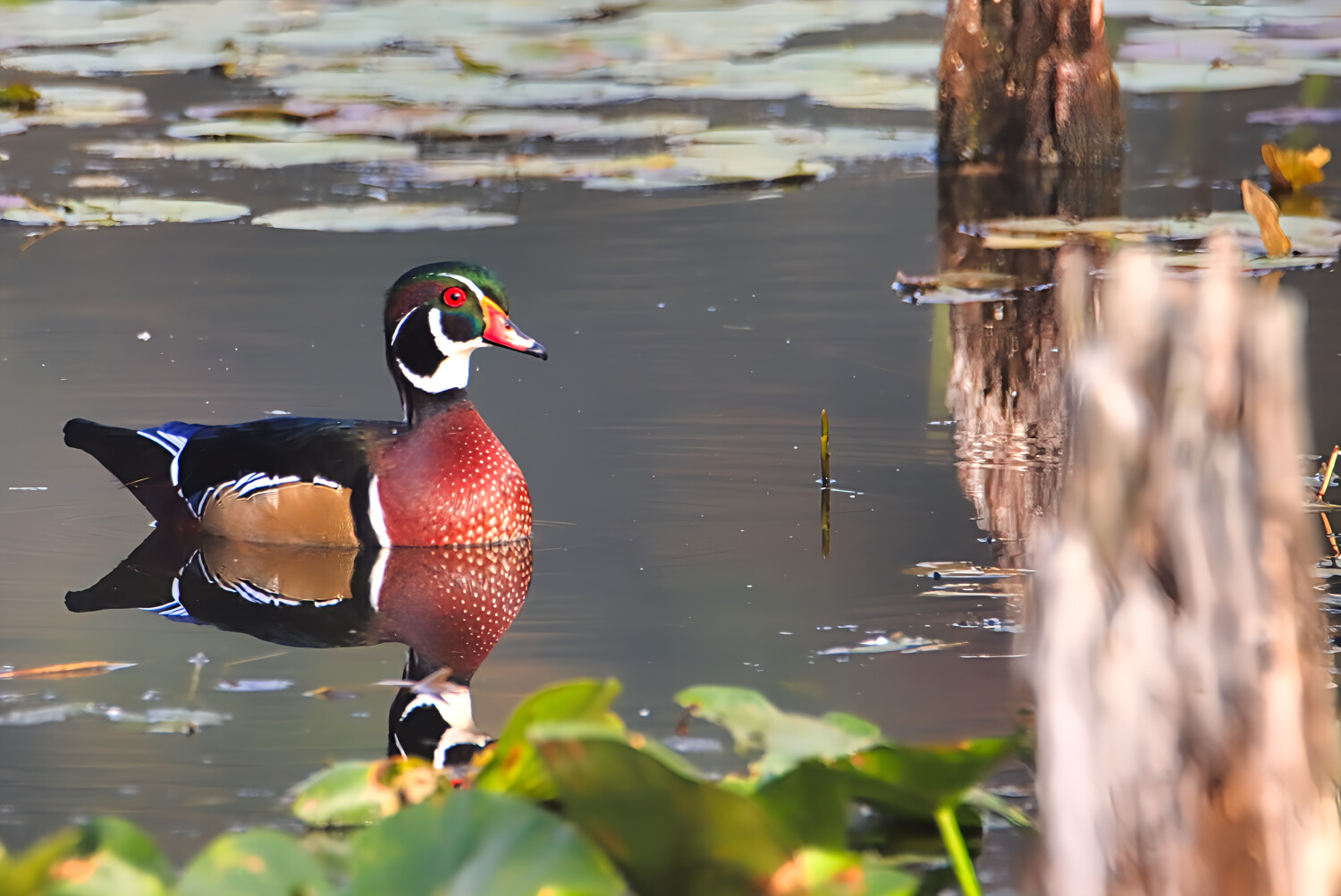 Wood duck at Beaver Marsh