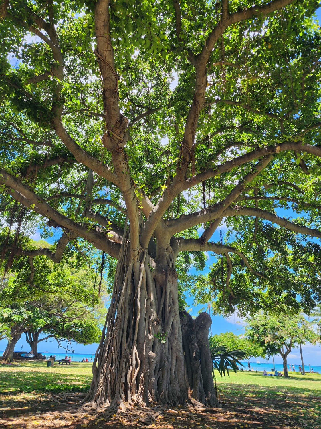 Banyan tree