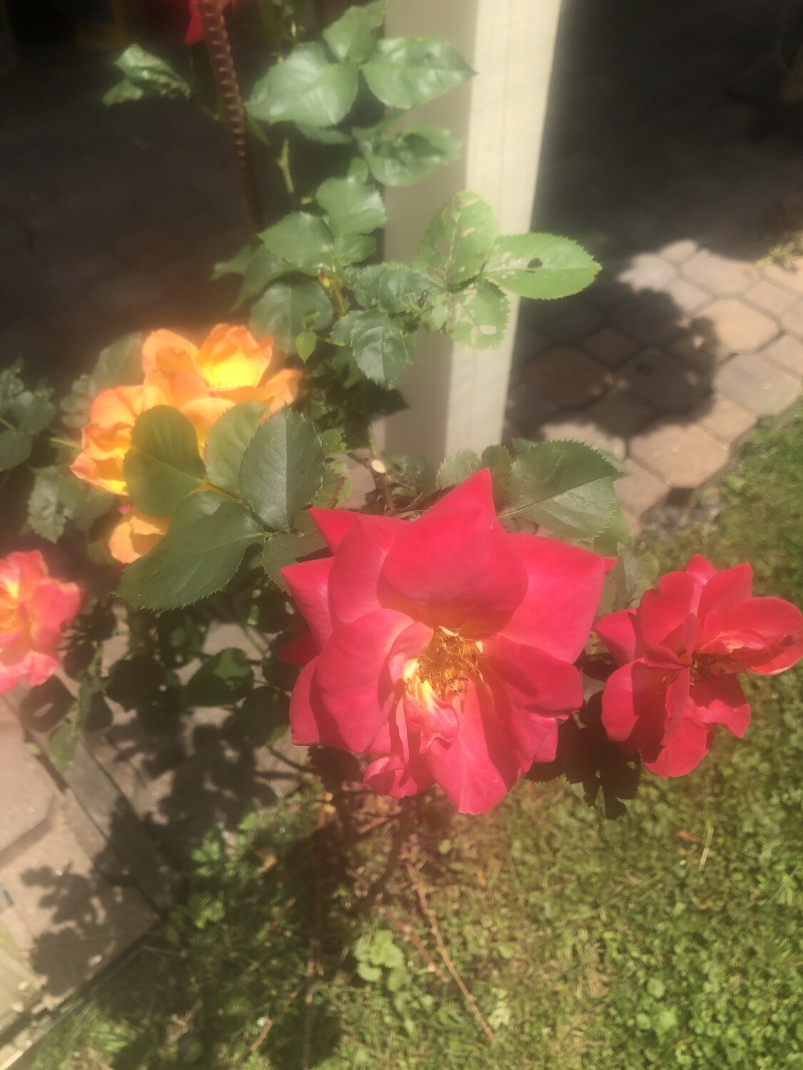 Josrph’s coat rose