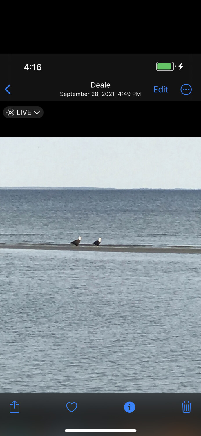 Eagles in the Chesapeake Bay