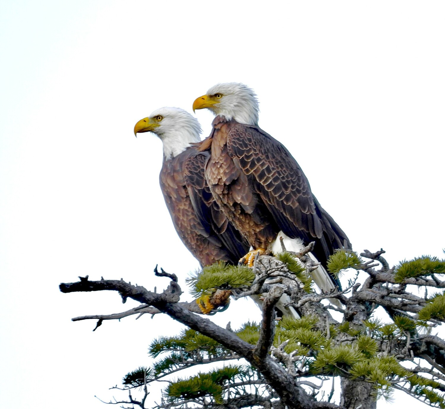 Majestic eagle couple