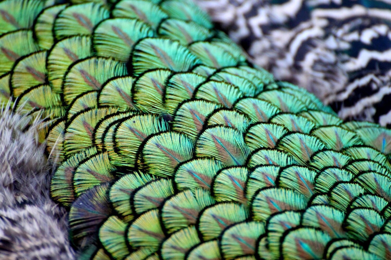 FEATHERS