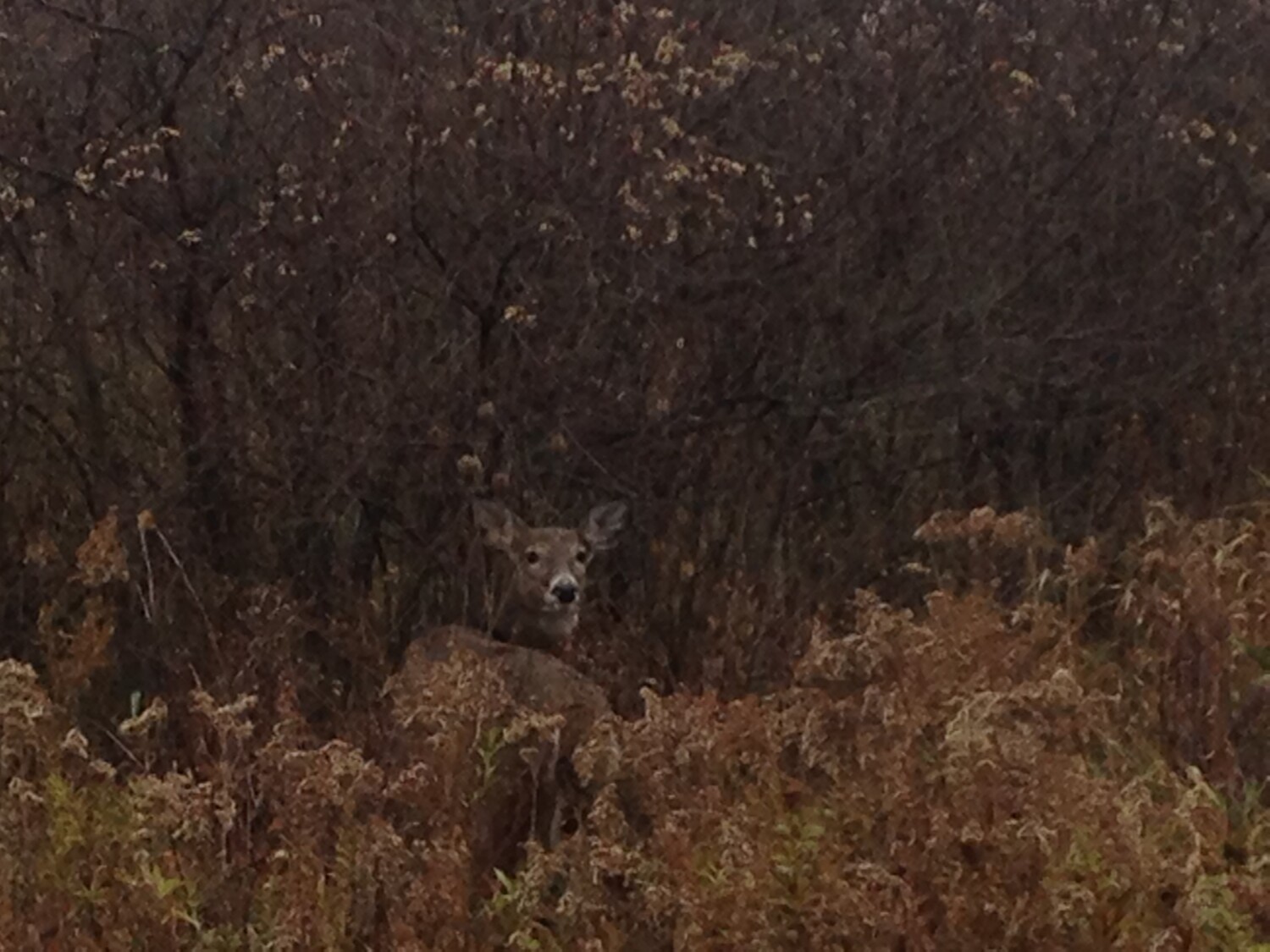 Camouflage deer