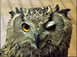 Winking Owl