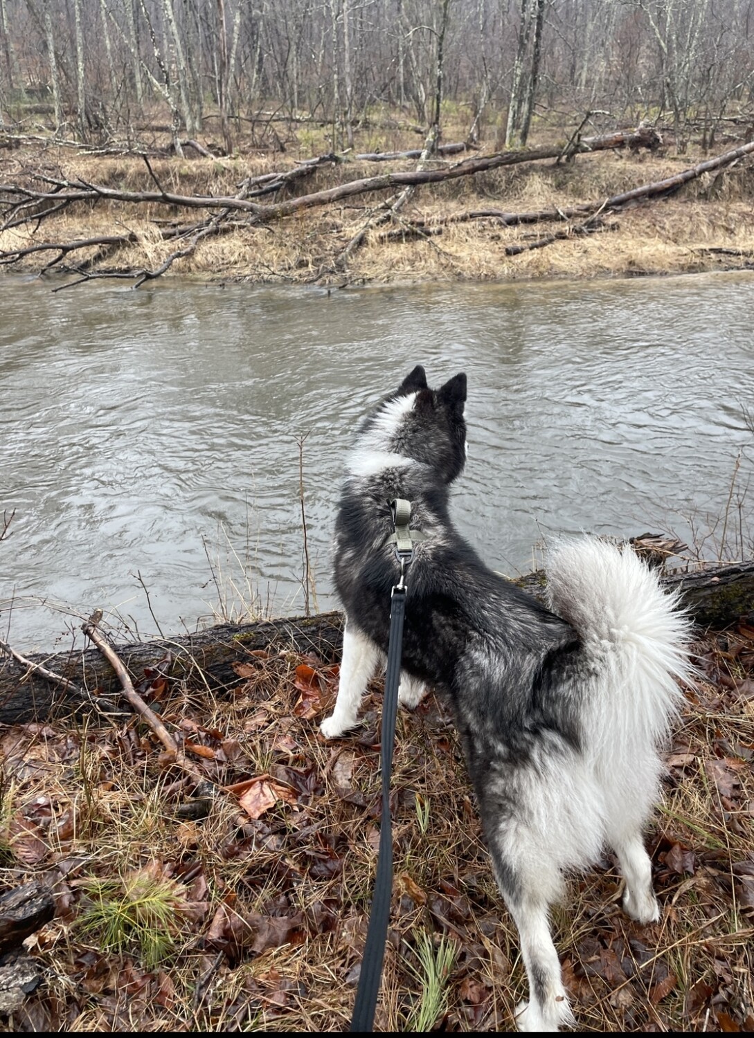 Mindy’s Adventures