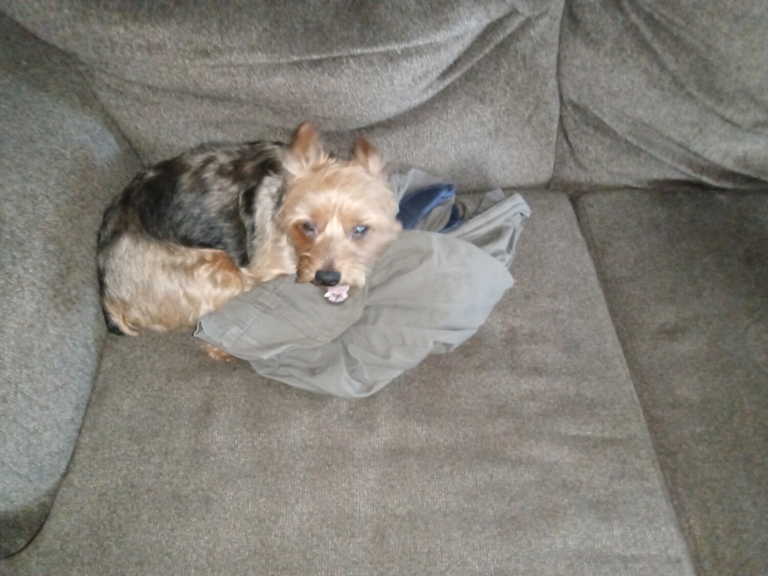 Max - Yorkshire Terrier