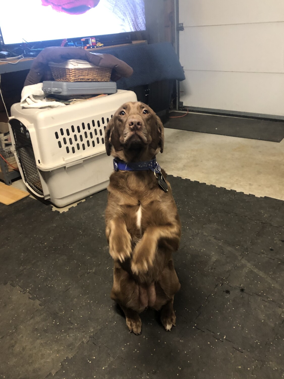 Daisy sitting as asked